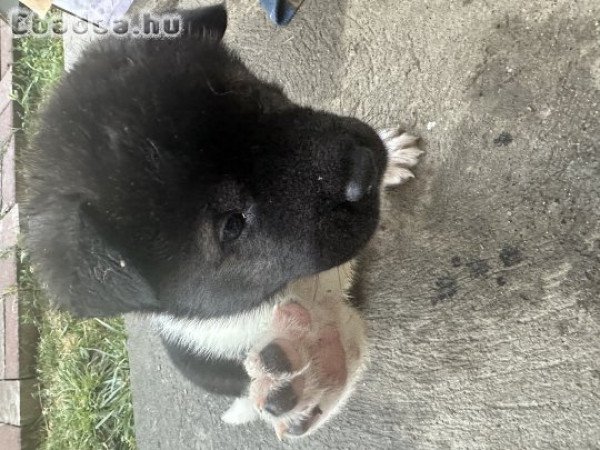 Amerika Akita kiskutyák