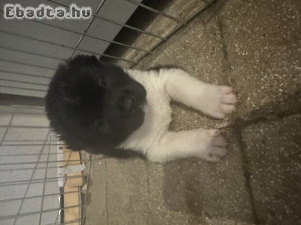 Amerika Akita kiskutyák