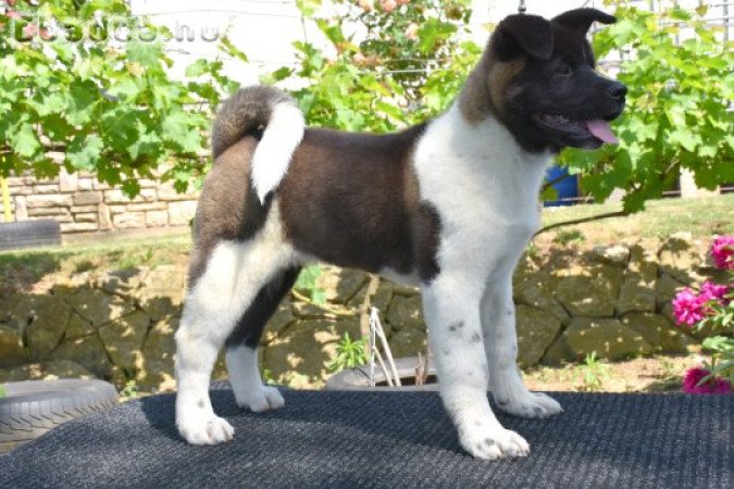 Amerikai Akita