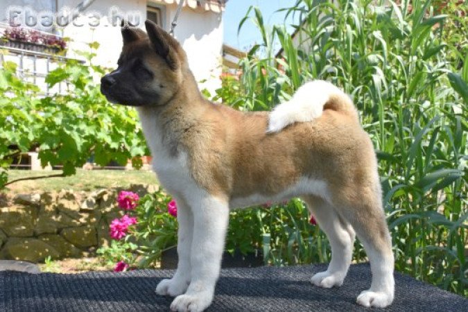 Amerikai Akita