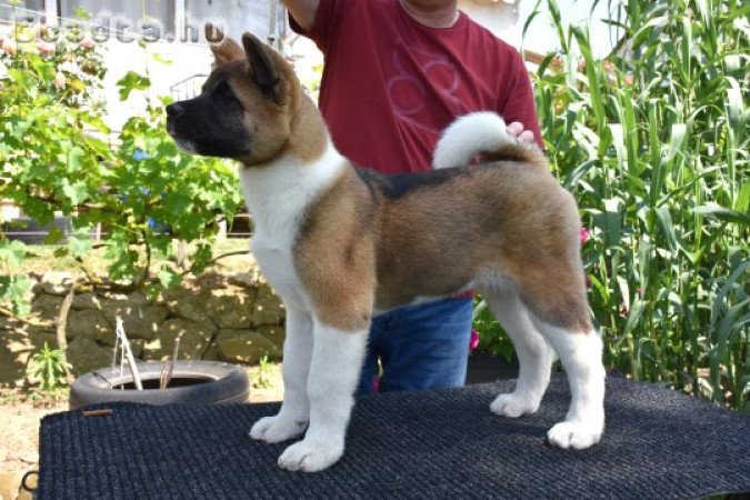 Amerikai Akita