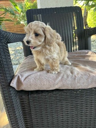 Maltipoo