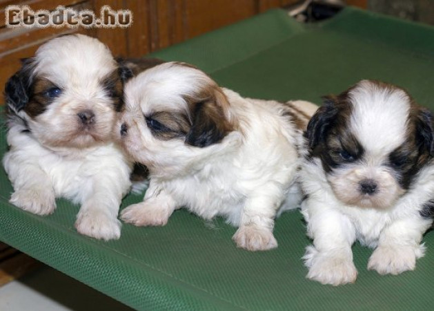 Shih Tzu puppies available for adoption