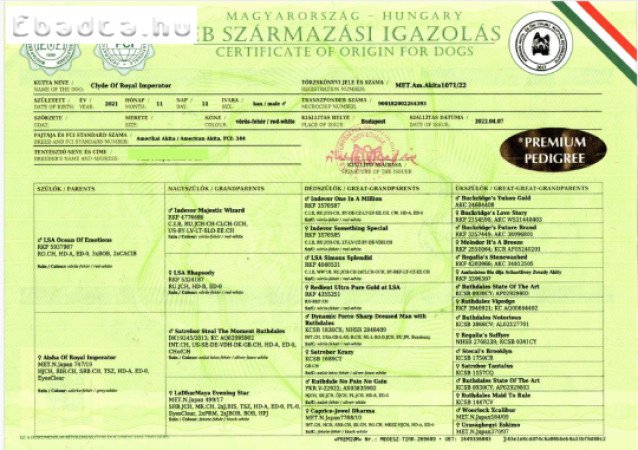 Amerikai Akita eladó!