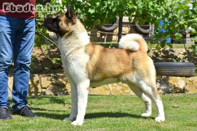 Amerikai Akita eladó!