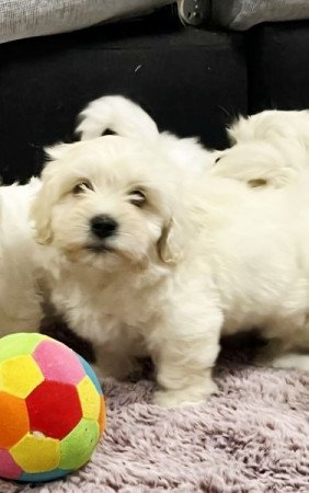 Bichon Havanese