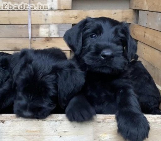 Győztes szülőktől fekete óriás schnauzer kiskutyák