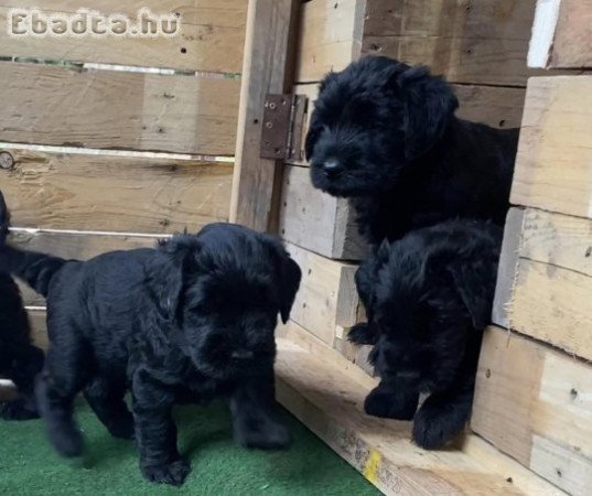 Győztes szülőktől fekete óriás schnauzer kiskutyák