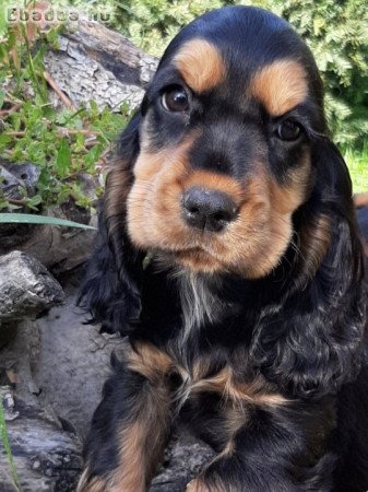 eladó angol cocker spániel