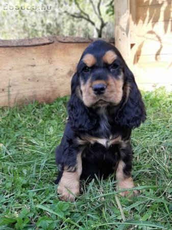eladó angol cocker spániel