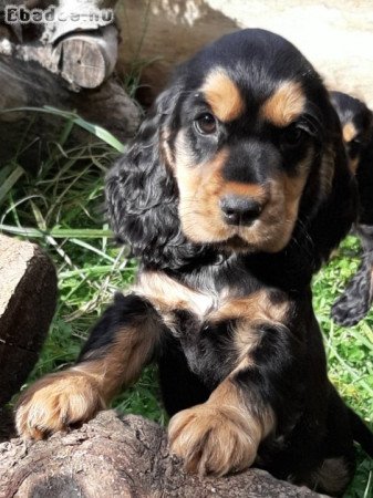 eladó angol cocker spániel