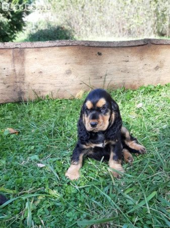 eladó angol cocker spániel