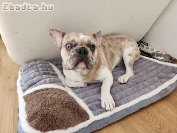 11 hónapos franciabulldog