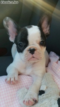 Francia bulldog kis lany