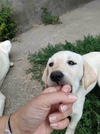 Labrador retriever