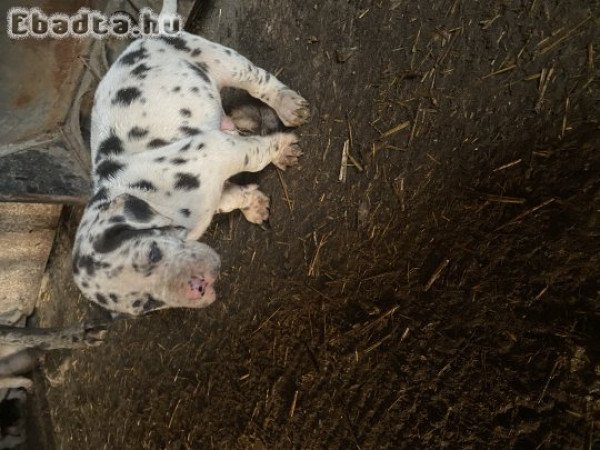 Német dogok keresik új gazdijukat