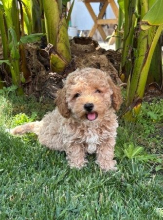 Maltipoo