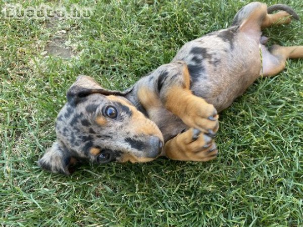 Harlekin törpe tacsi