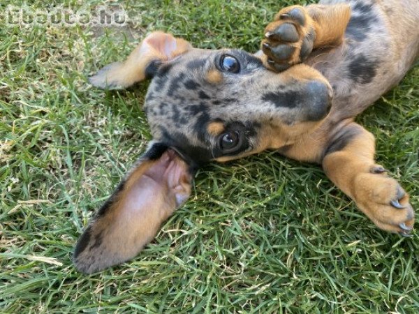 Harlekin törpe tacsi
