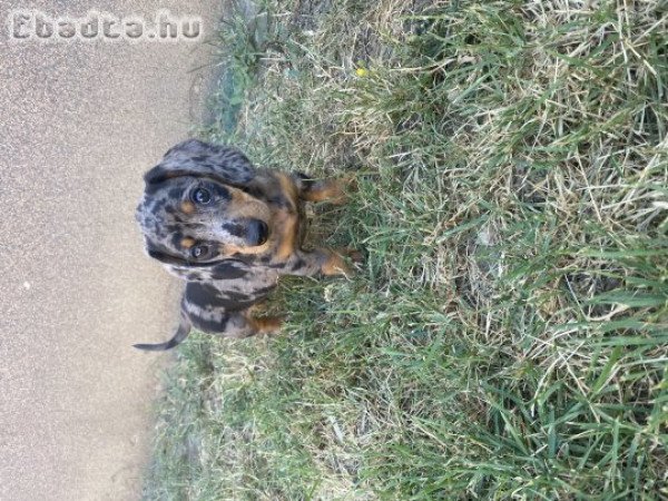 Harlekin törpe tacsi