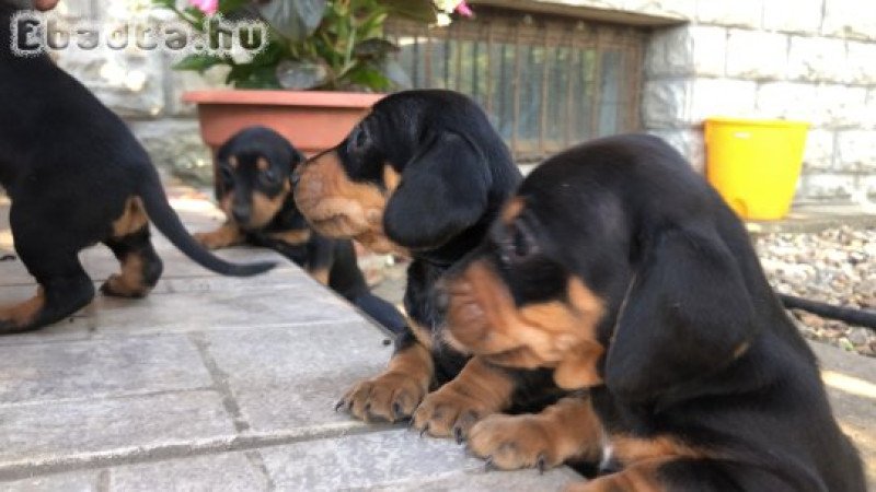 Eladó tacskó kiskutyák