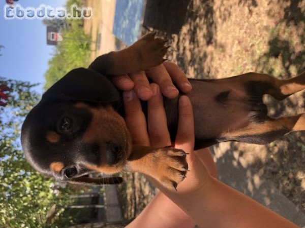 Eladó tacskó kiskutyák