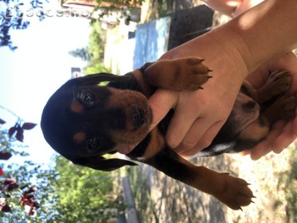 Eladó tacskó kiskutyák