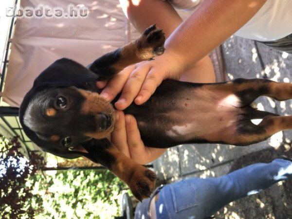 Eladó tacskó kiskutyák