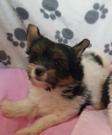 Yorkshire terrier biewer