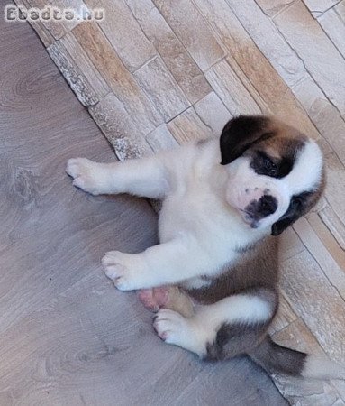 Rövid és hosszú szőrű Bernáthegyi kiskutyák