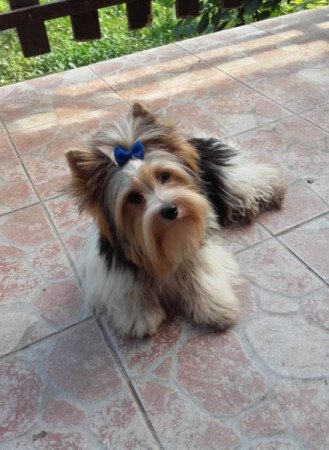 Yorkshire terrier biewer