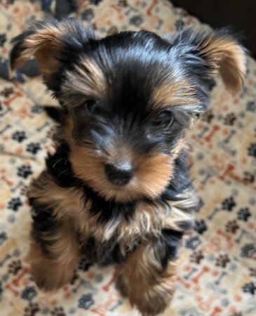 Yorkshire terrier