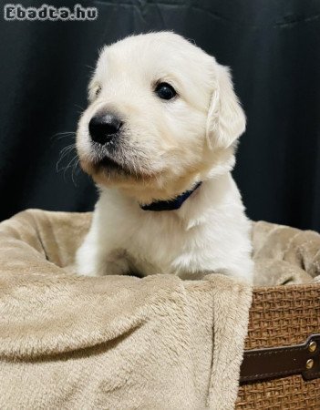 Golden retriver kiskutyák eladók