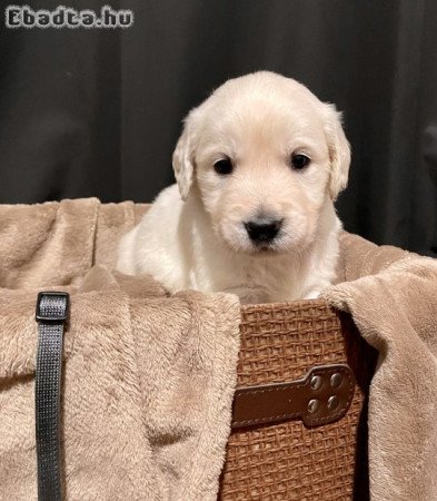 Golden retriver kiskutyák eladók