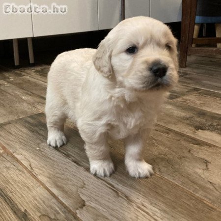 Golden retriever fajtiszta jellegű kiskutyák