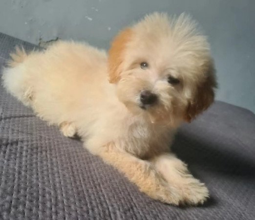 Maltipoo
