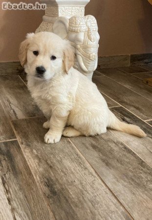 Golden retriever fajtiszta jellegű kiskutyák