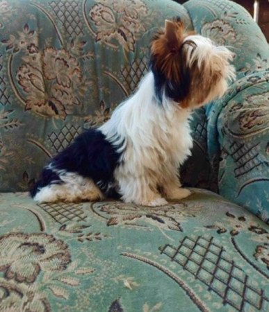 Biewer Yorkshire terrier