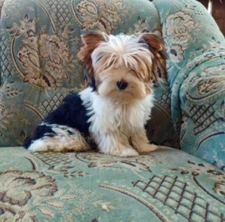 Biewer Yorkshire terrier