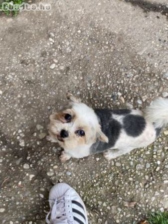 Yorkshire terrier (yorki)   elvihető