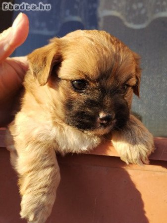 Bichon havanese