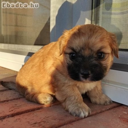 Bichon havanese