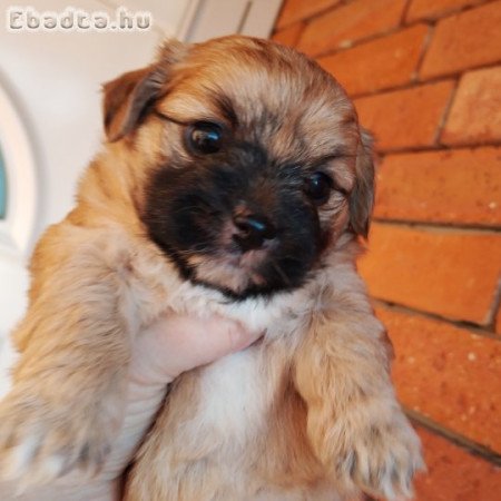 Bichon havanese