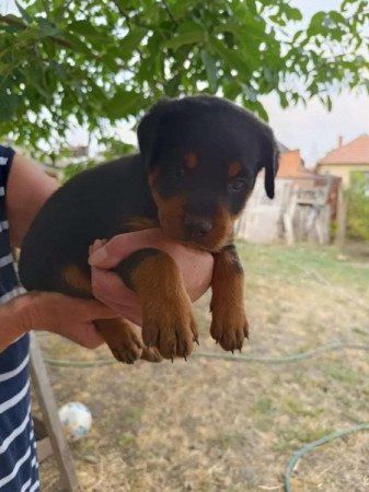 rottweiler