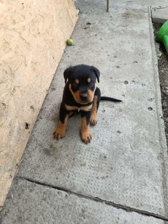 rottweiler