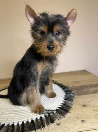 Yorkshire terrier