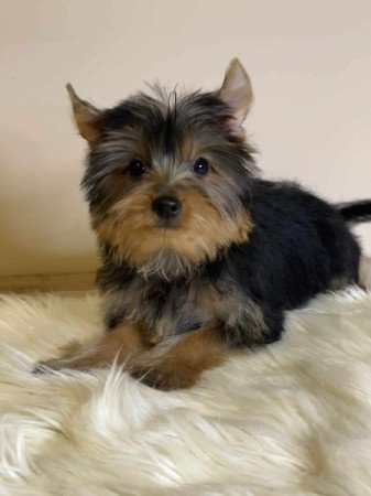 Yorkshire terrier