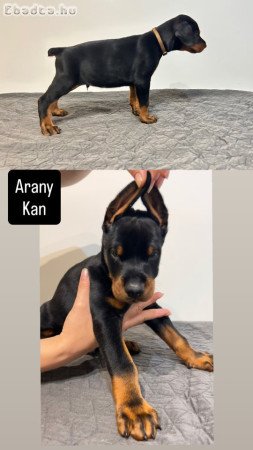Dobermann kölykök