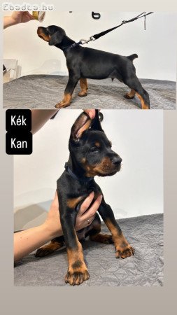 Dobermann kölykök