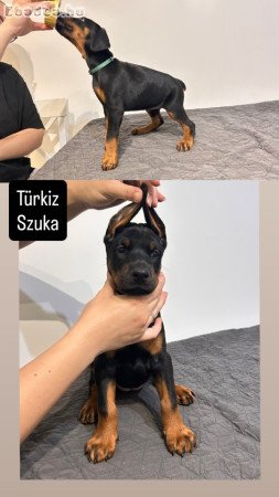 Dobermann kölykök